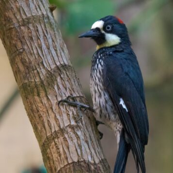 3b3e31c2-5e9b-4fb6-b1b6-d70124c270e1