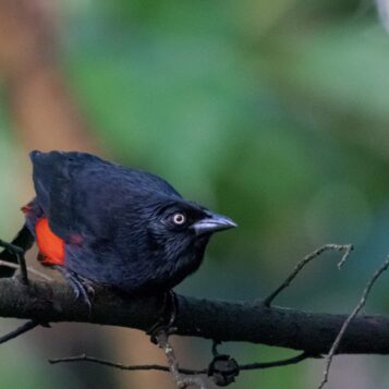 42c6b96c-7a0f-4a76-b8ad-77bf818c5858