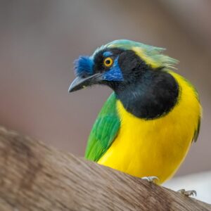 a9a1d7fc-16de-4f23-bf0c-89356ea21309