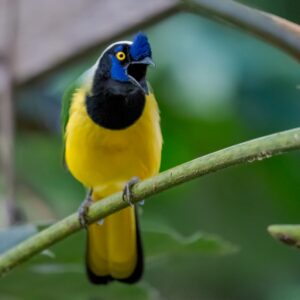 b09af1c8-e4aa-408a-89cf-d321ffe4d766