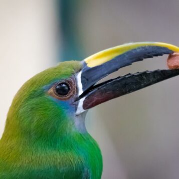 c26cbc83-c732-4bcd-bdf8-3d8057c9a96a