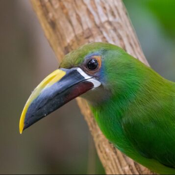 c92ae748-ea3d-4a7f-b470-b649418a7aca